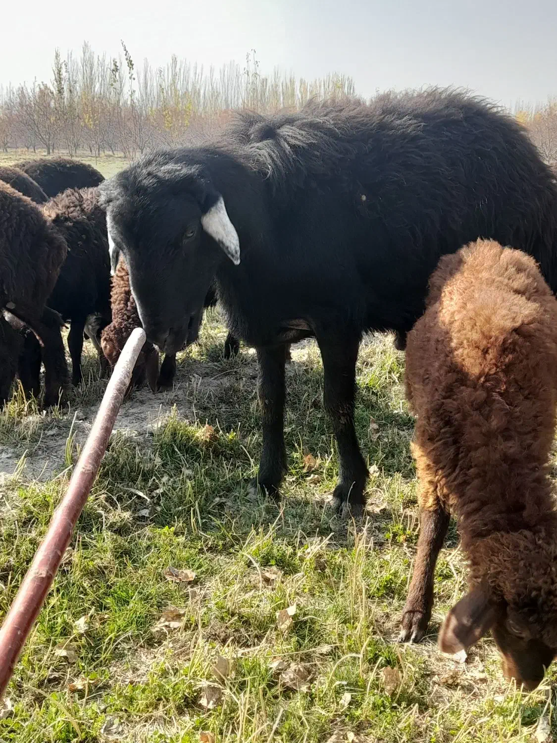 قوچ شیشک قره چال50|حیوانات مزرعه|سلماس, |دیوار