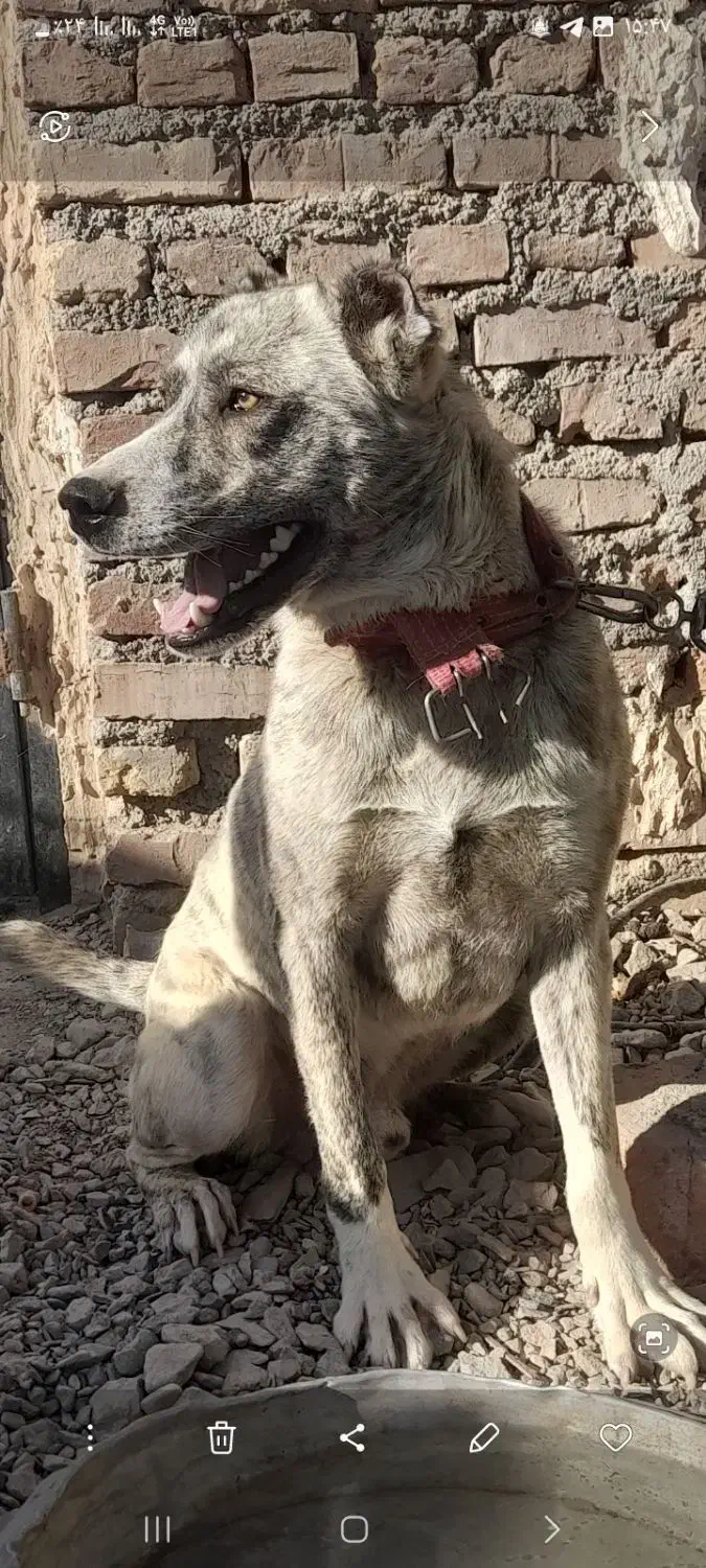 سک افغان|سگ|نهبندان, |دیوار