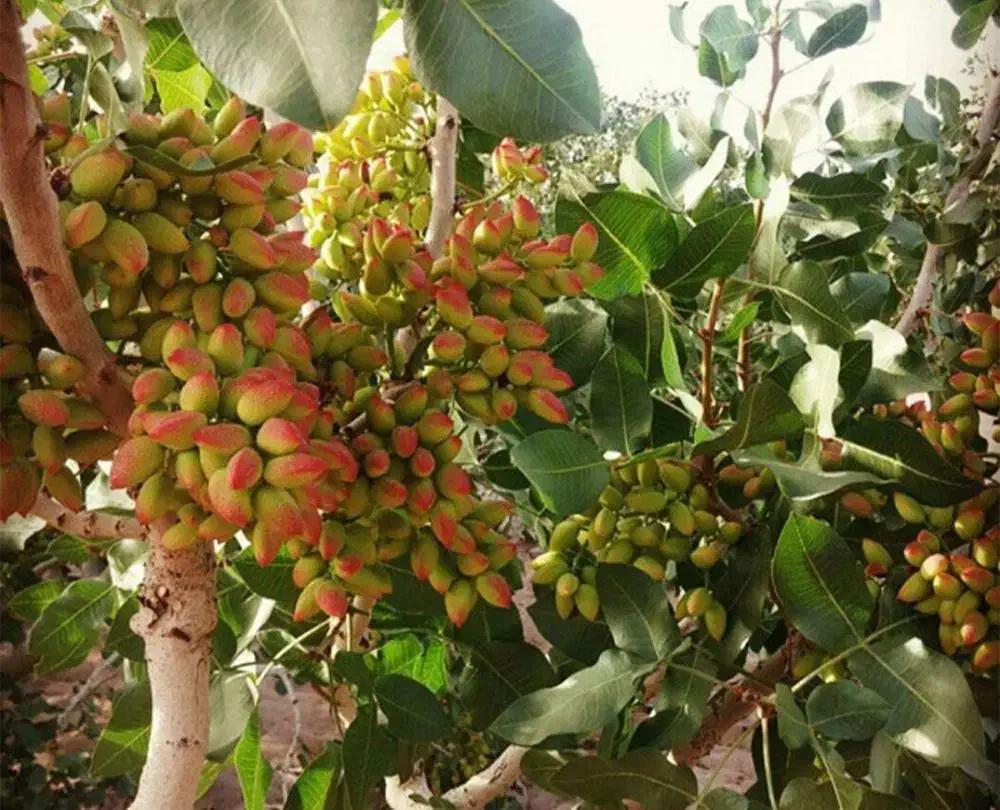 نهال پسته اکبری|گل و گیاه طبیعی|تاکستان, |دیوار