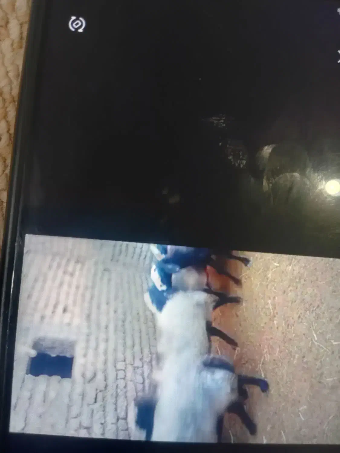 فروش قوچ بره نر میش|حیوانات مزرعه|رزن, |دیوار