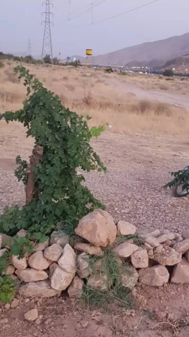 باغ انگور ۳۶۰ متری|فروش زمین و ملک کلنگی|شیراز, حومه شیراز|دیوار