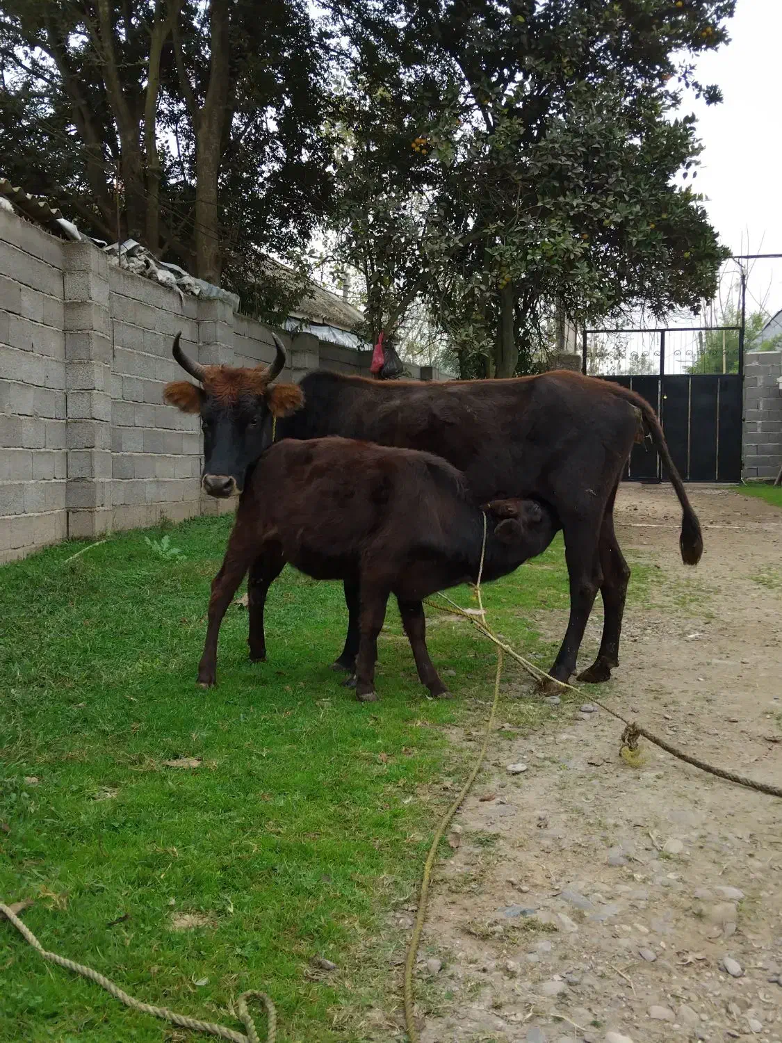 گاو.|حیوانات مزرعه|رشت, جماران|دیوار