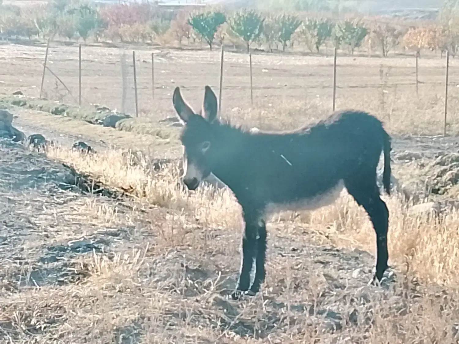 الاغ|حیوانات مزرعه|قره پشتلو, |دیوار