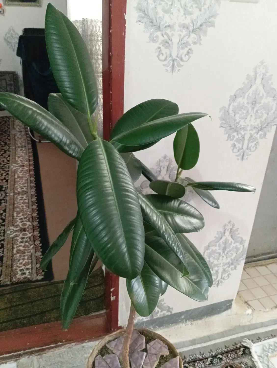 گل طبیعی و زیبا|گل و گیاه طبیعی|سقز, |دیوار