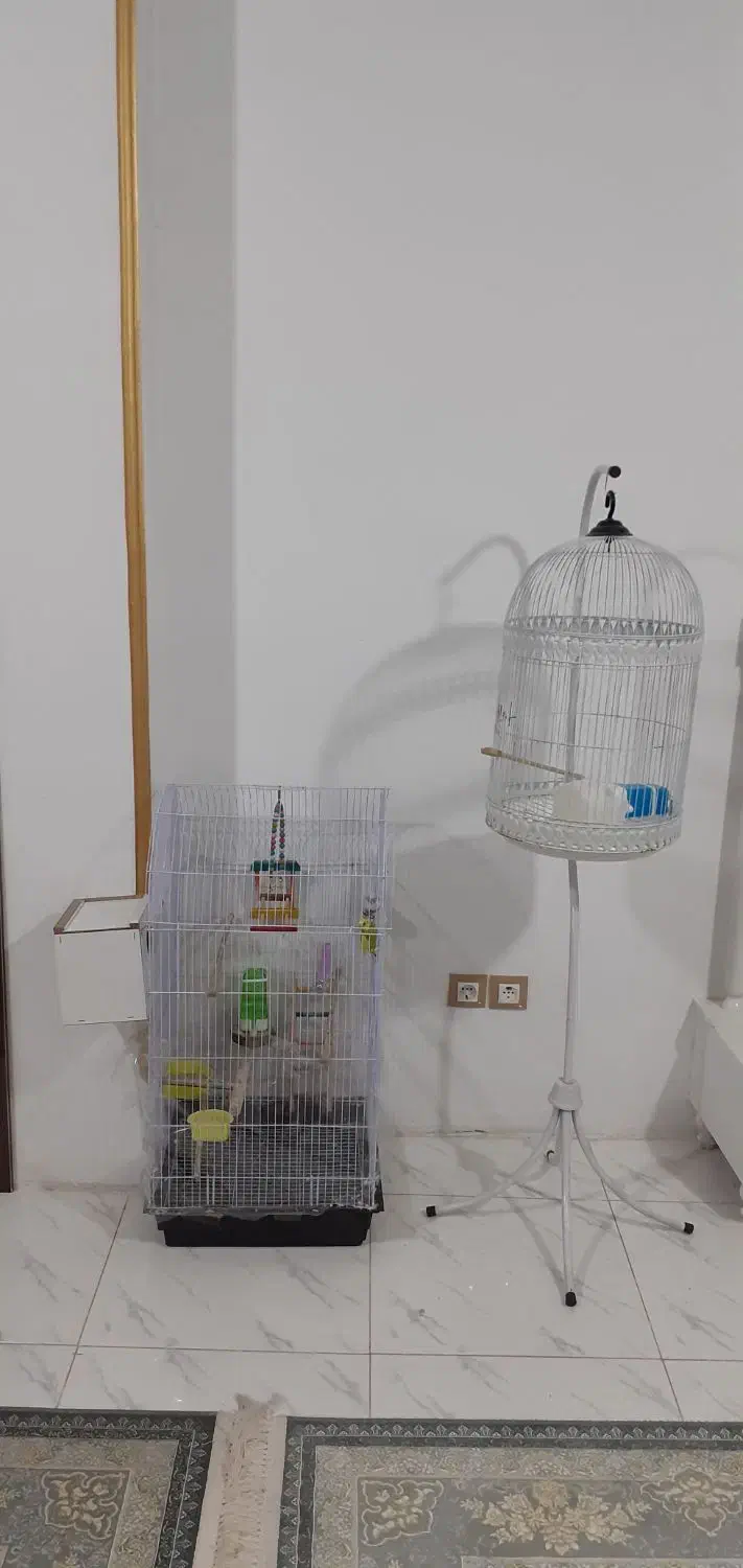 قفس پرنده|پرنده|شیروان (خراسان), |دیوار