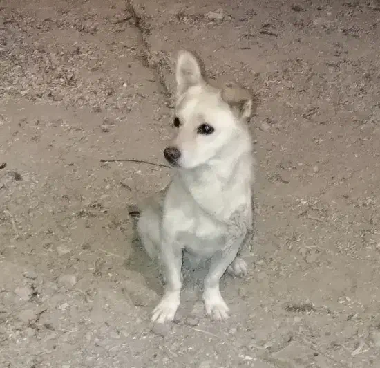 سگ پامر روباهی|سگ|همدان, |دیوار