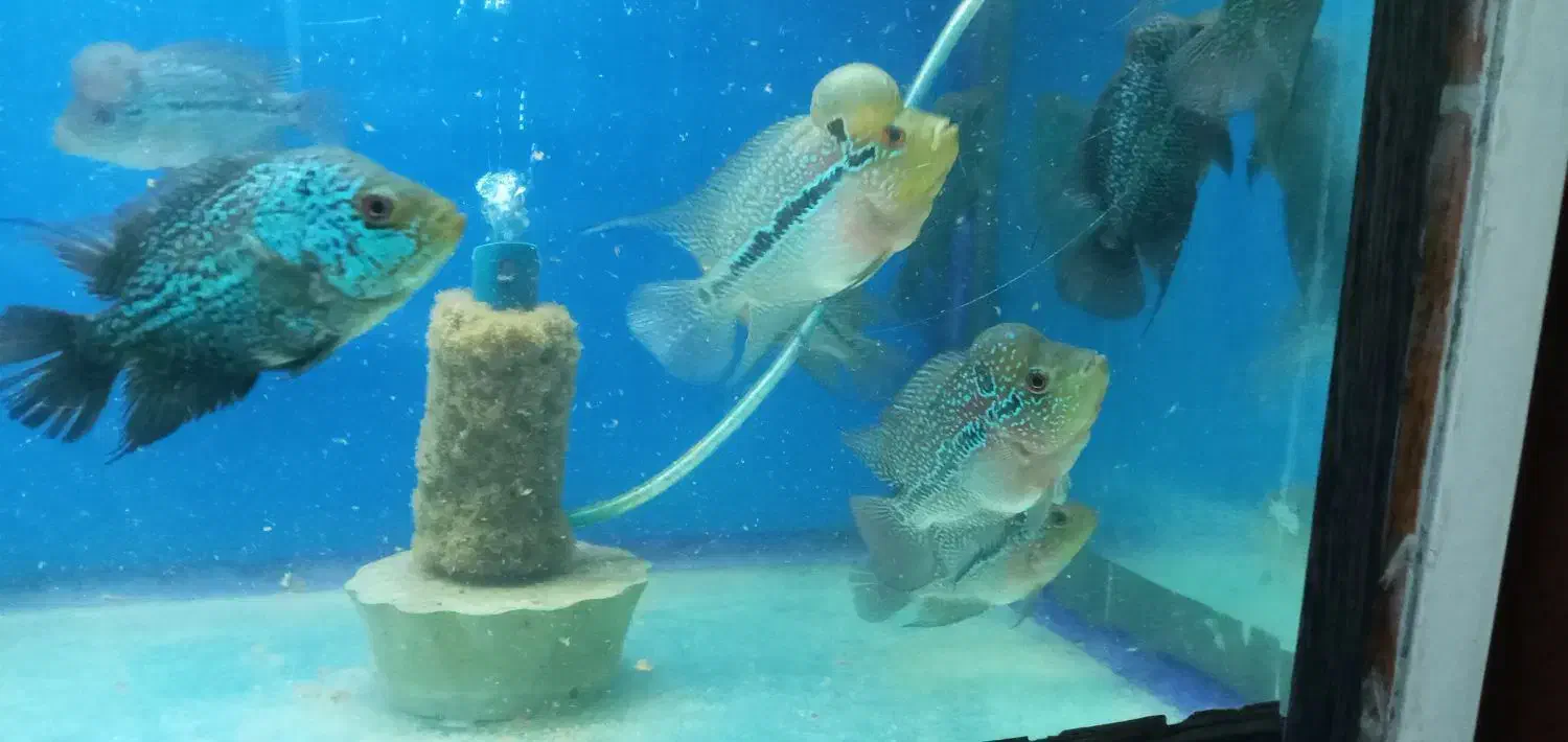 فلاور ماهی|ماهی|زنجان, |دیوار