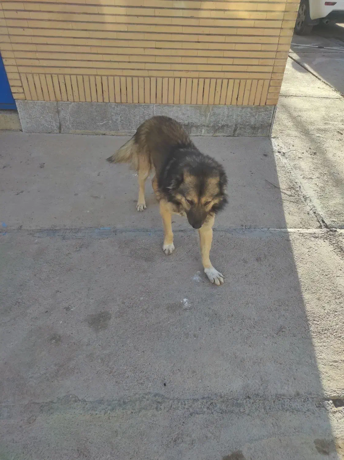 سگ گله|سگ|خرم‌آباد, |دیوار