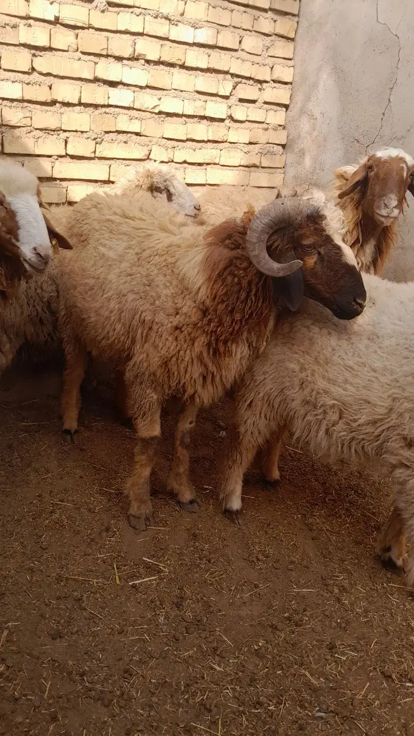 زرگان|حیوانات مزرعه|باوی, |دیوار