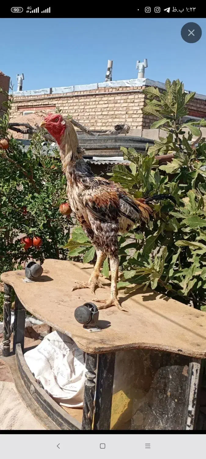 خروس لاری اصیل فروشی معاوضه با مرغ...|حیوانات مزرعه|تایباد, |دیوار