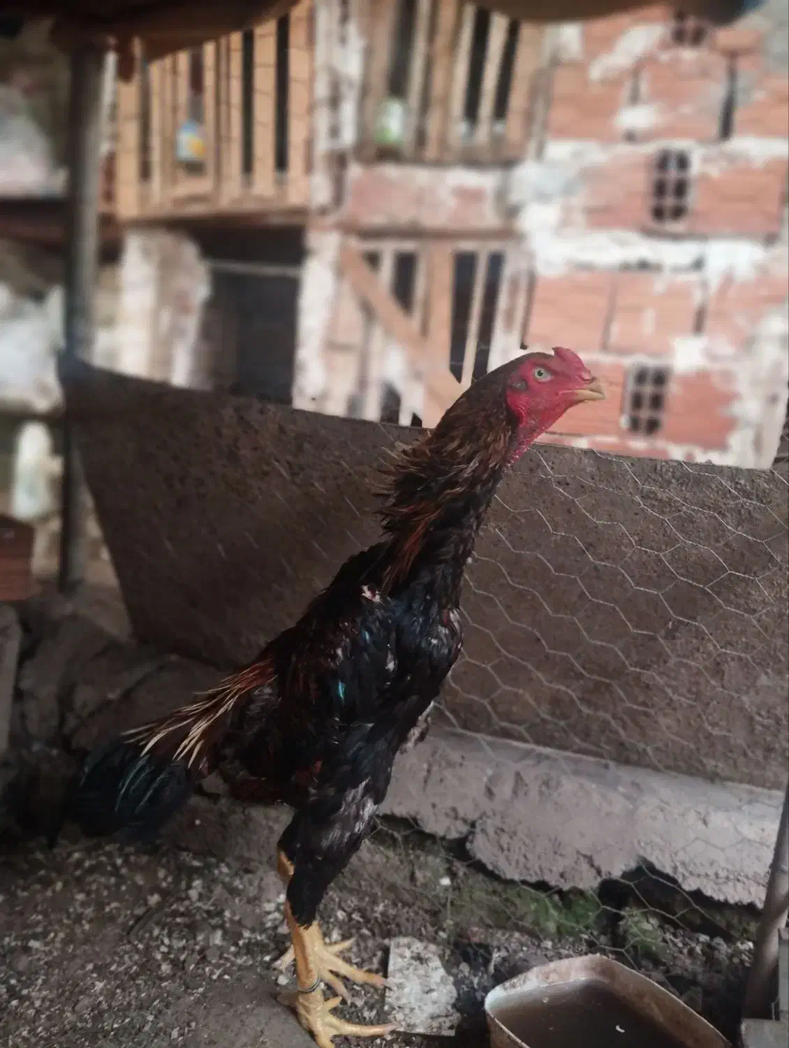 خروس و مرغ اوشامو|حیوانات مزرعه|مینودشت, |دیوار