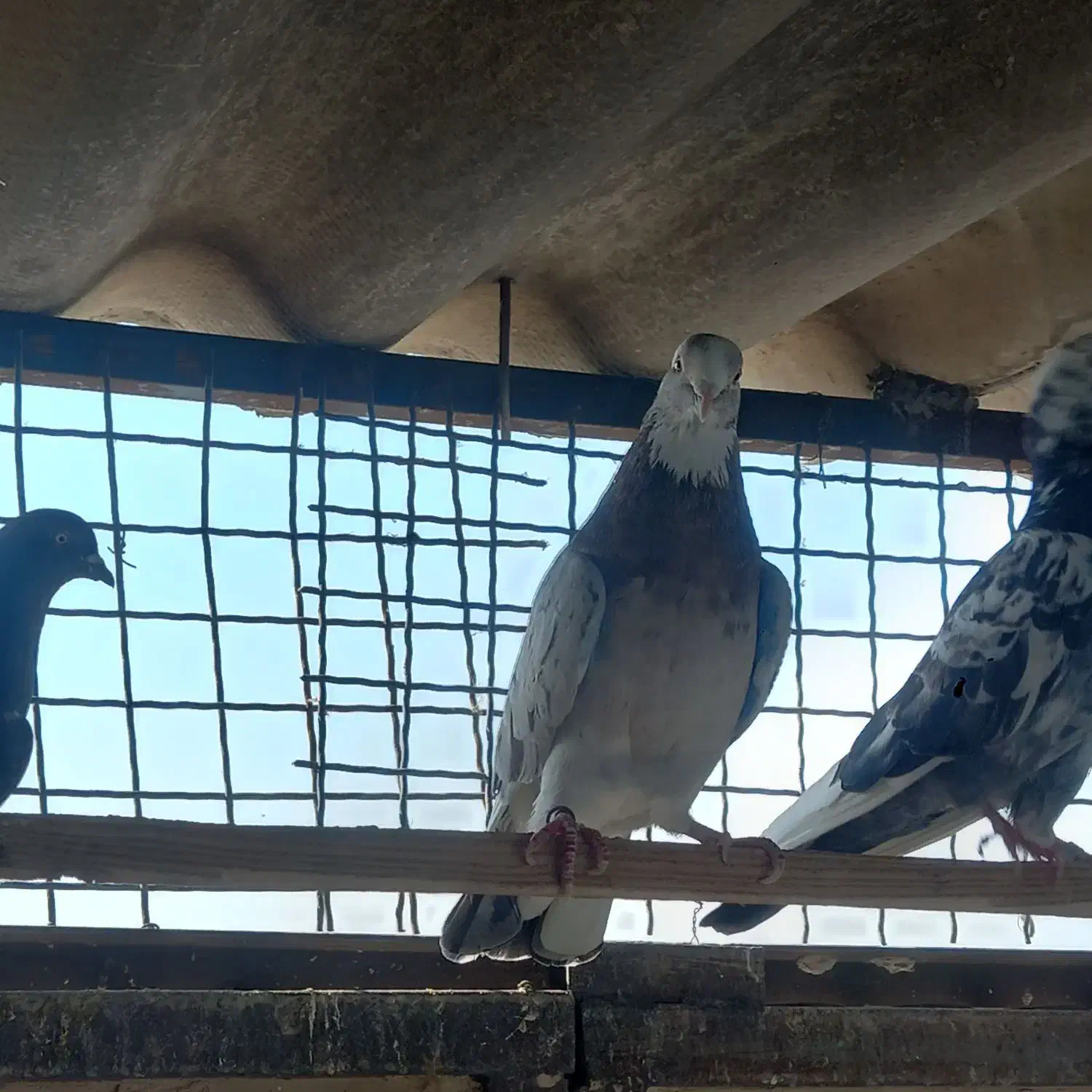 کفتر سرور عالی نشون دار|پرنده|تهران, بیسیم|دیوار