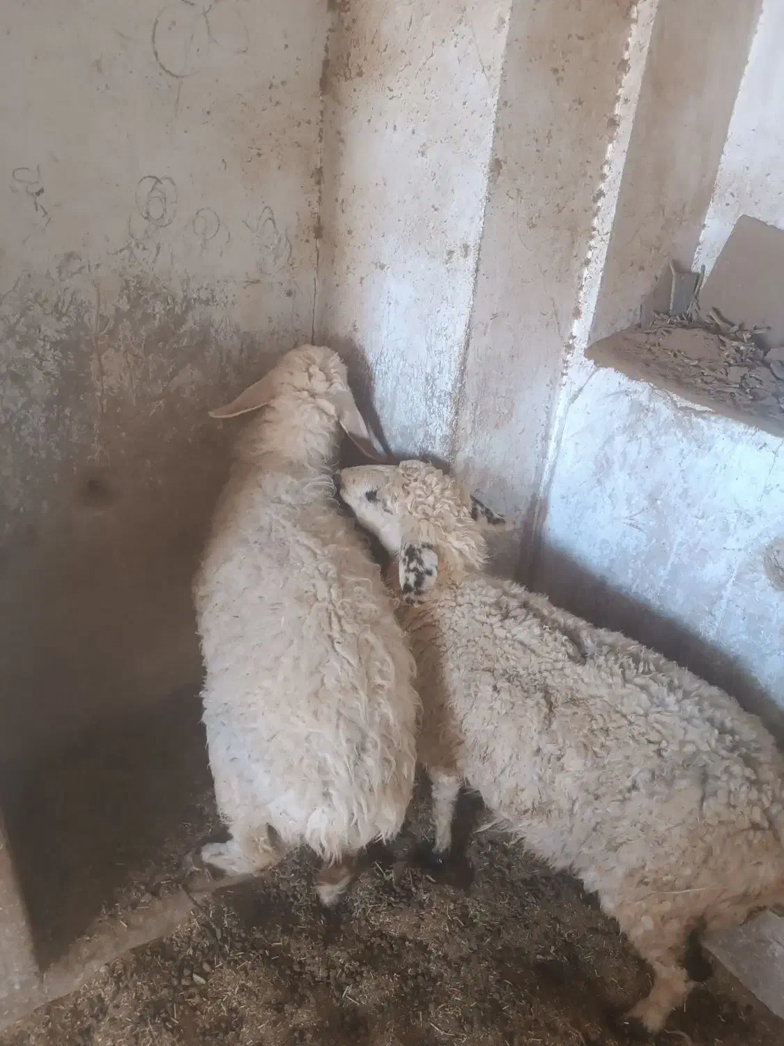 میش|حیوانات مزرعه|درمیان, |دیوار