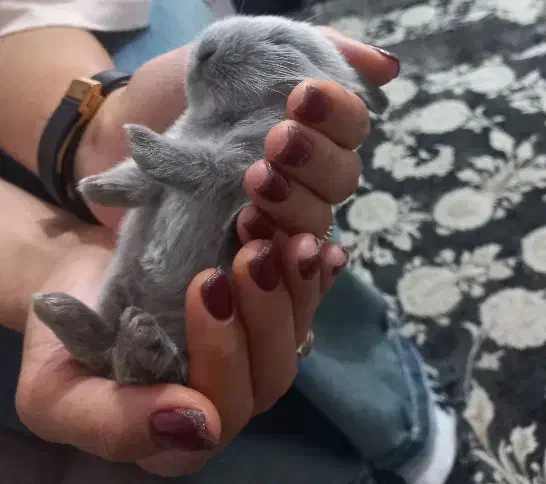 خرگوش چلوندنی و لوپ|موش و خرگوش|ساری, |دیوار