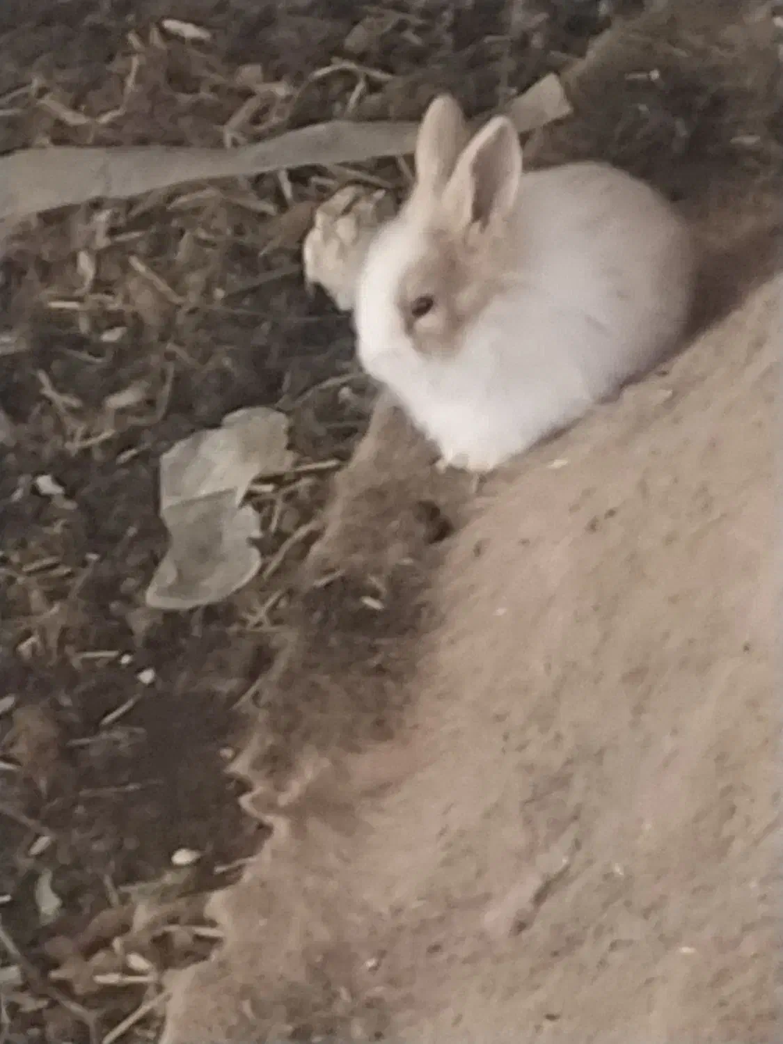 بچه خرگوش|موش و خرگوش|مشهد, امین آباد|دیوار