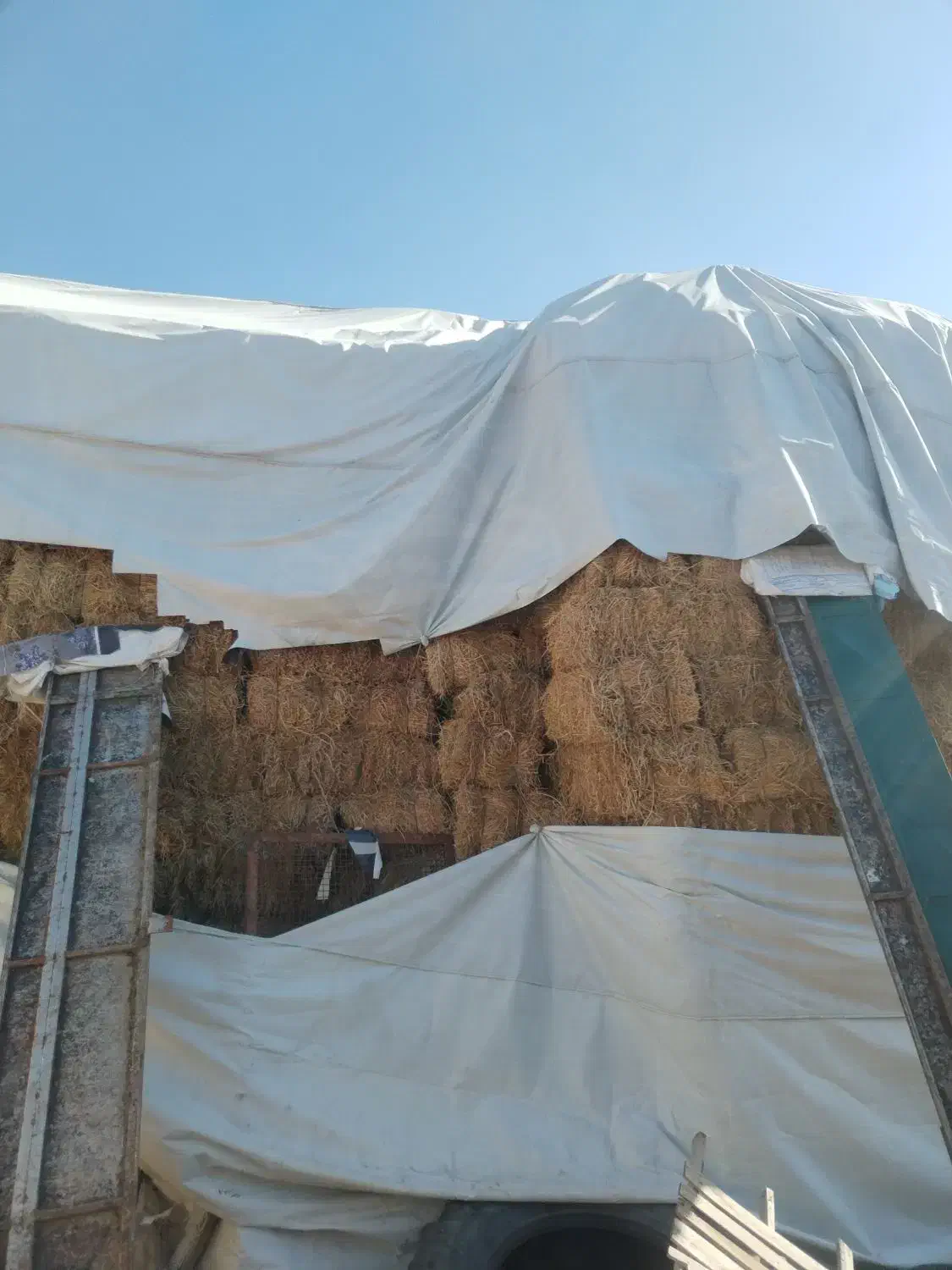 یونجه|خدمات باغبانی و درختکاری|نالوس, |دیوار