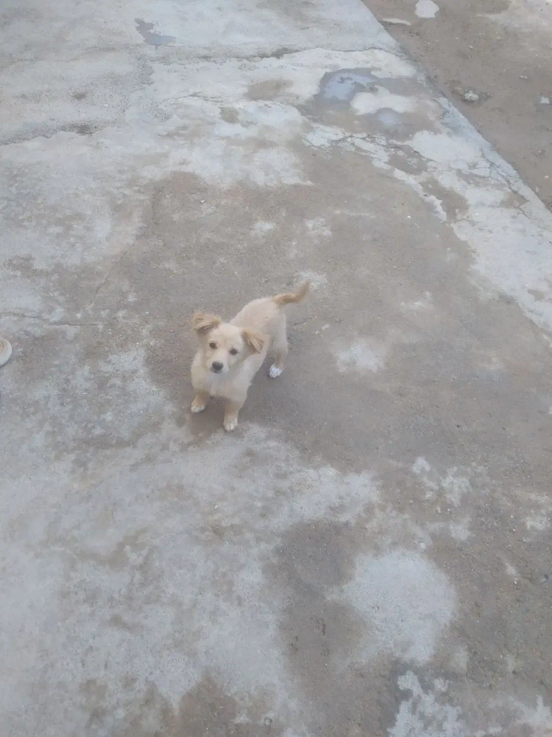 توله سگ کوچک|سگ|آباده, |دیوار