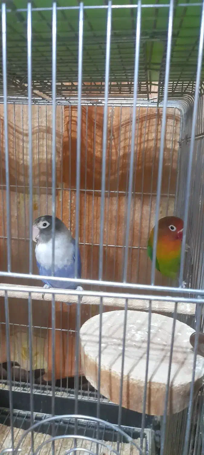 کوتوله برزیلی|پرنده|شاهینشهر, حافظ شمالی|دیوار