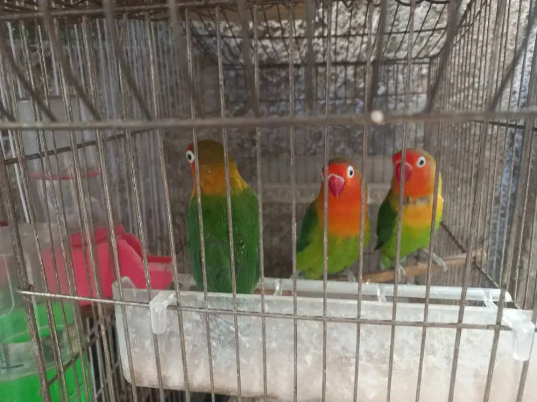 عروس و طوطی|پرنده|کازرون, |دیوار