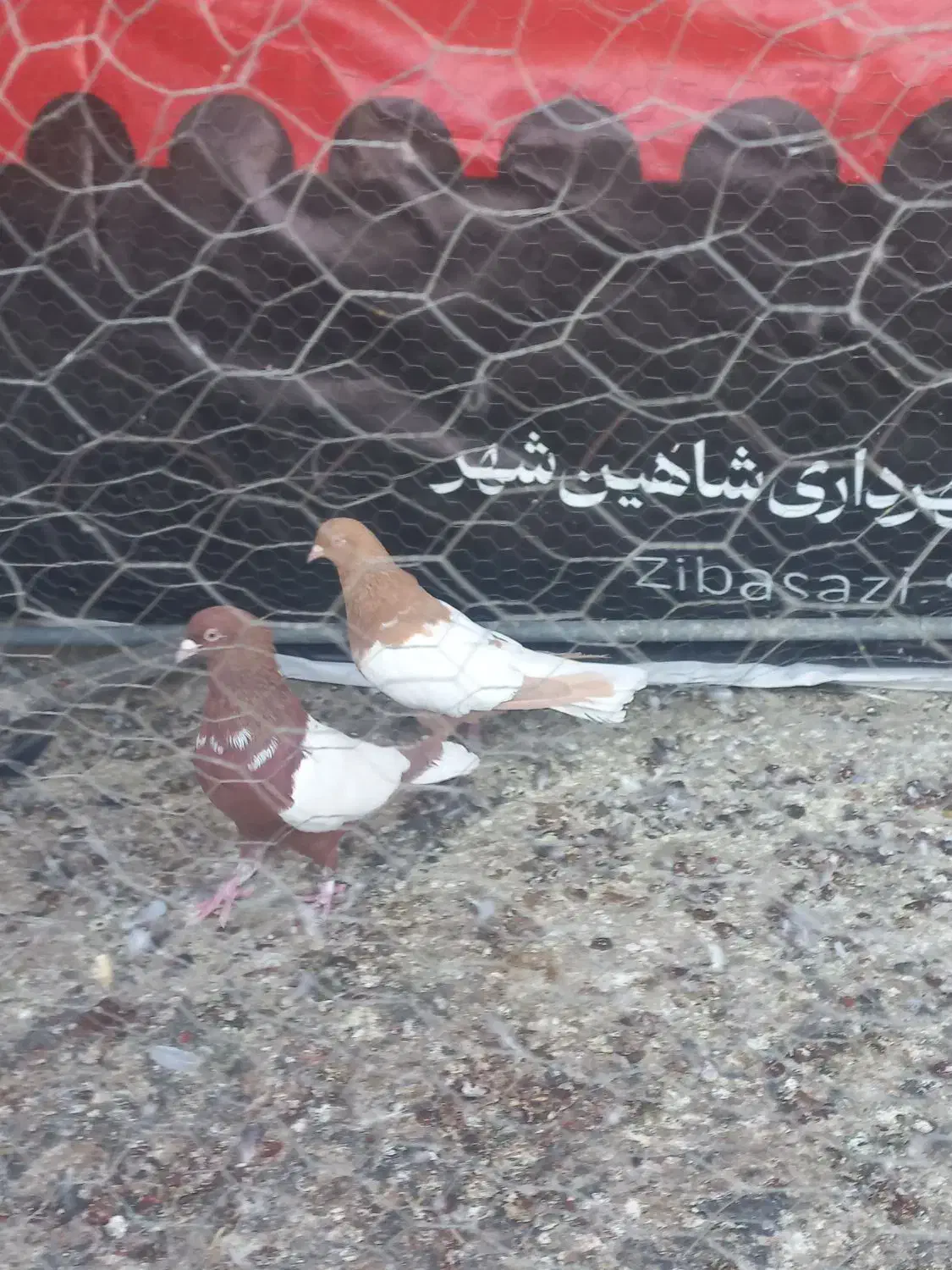 کفتر رنگی|پرنده|شاهین‌شهر, شهرک گلدیس|دیوار