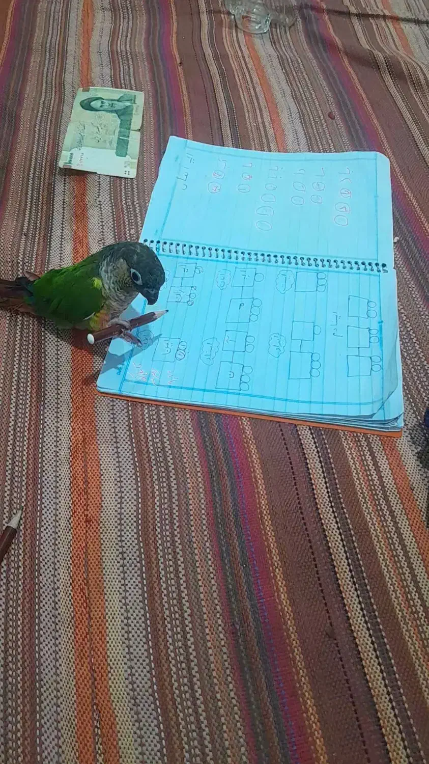 طوطی گیرنچیک کاملادستی|پرنده|ری, علایین|دیوار