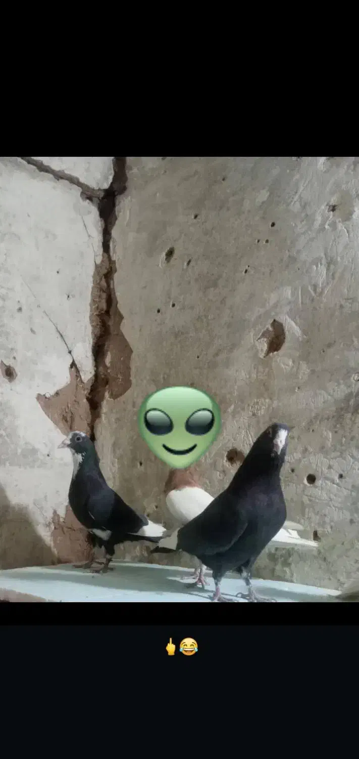 سه تانرپلنگ تبعیدی|پرنده|زرند, |دیوار