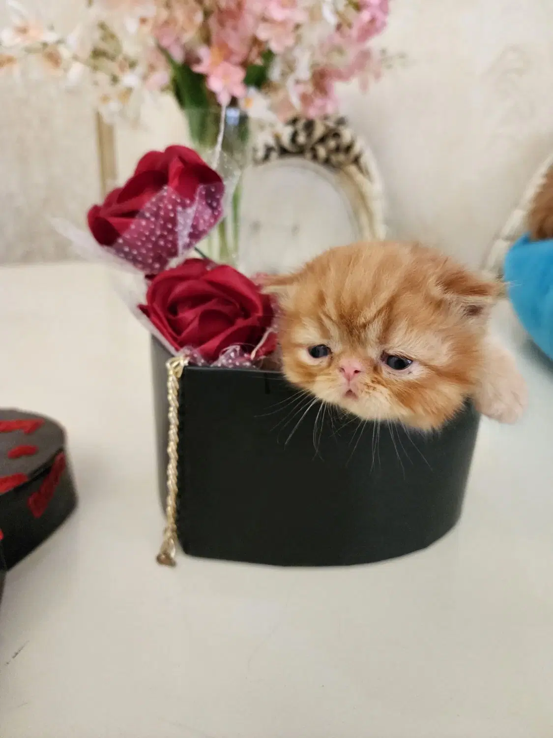 گربه|گربه|خوی, |دیوار
