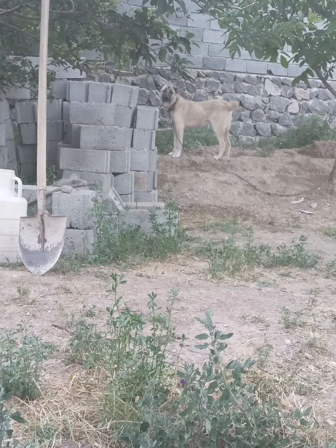 سگ سرابی یک ساله|سگ|بستان آباد, |دیوار