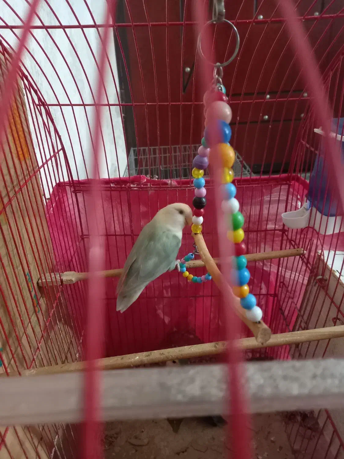 طوطی برزیلی|پرنده|ارومیه, |دیوار