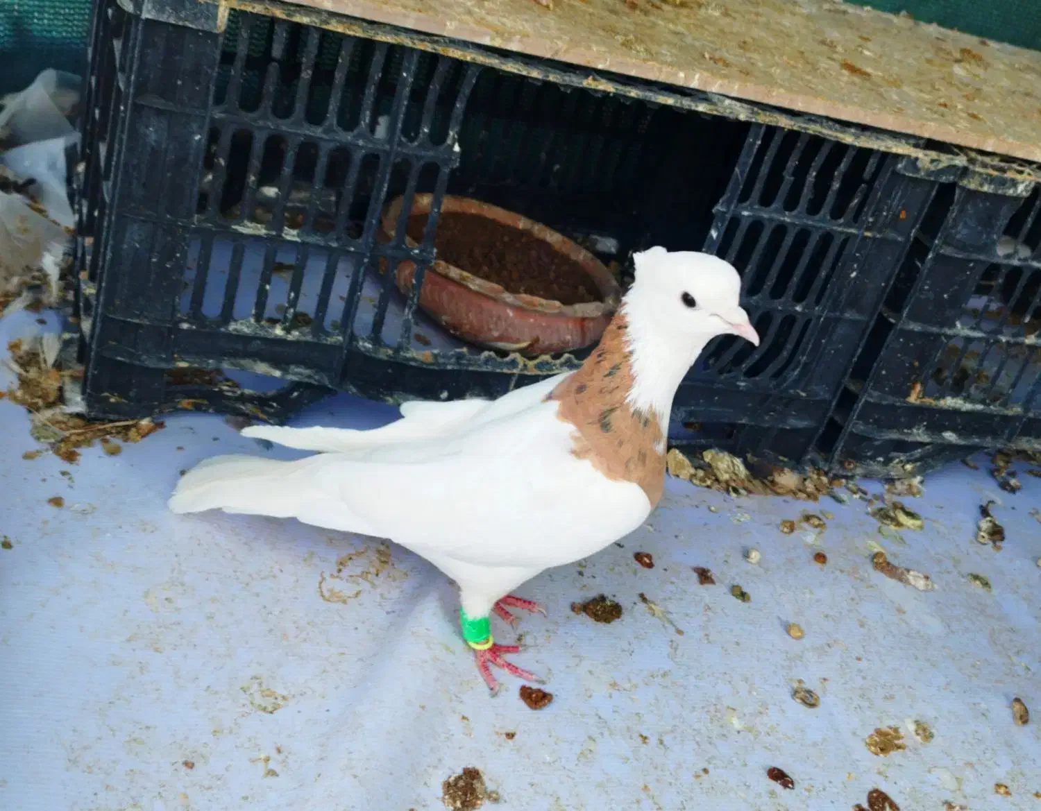 طوقی زرد خال سیاه ، هفت‌رنگ خطی...|پرنده|قزوین, |دیوار