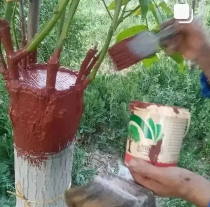 پیوند کاری گردو و انگور موندراپ|خدمات باغبانی و درختکاری|شیروان (خراسان), |دیوار