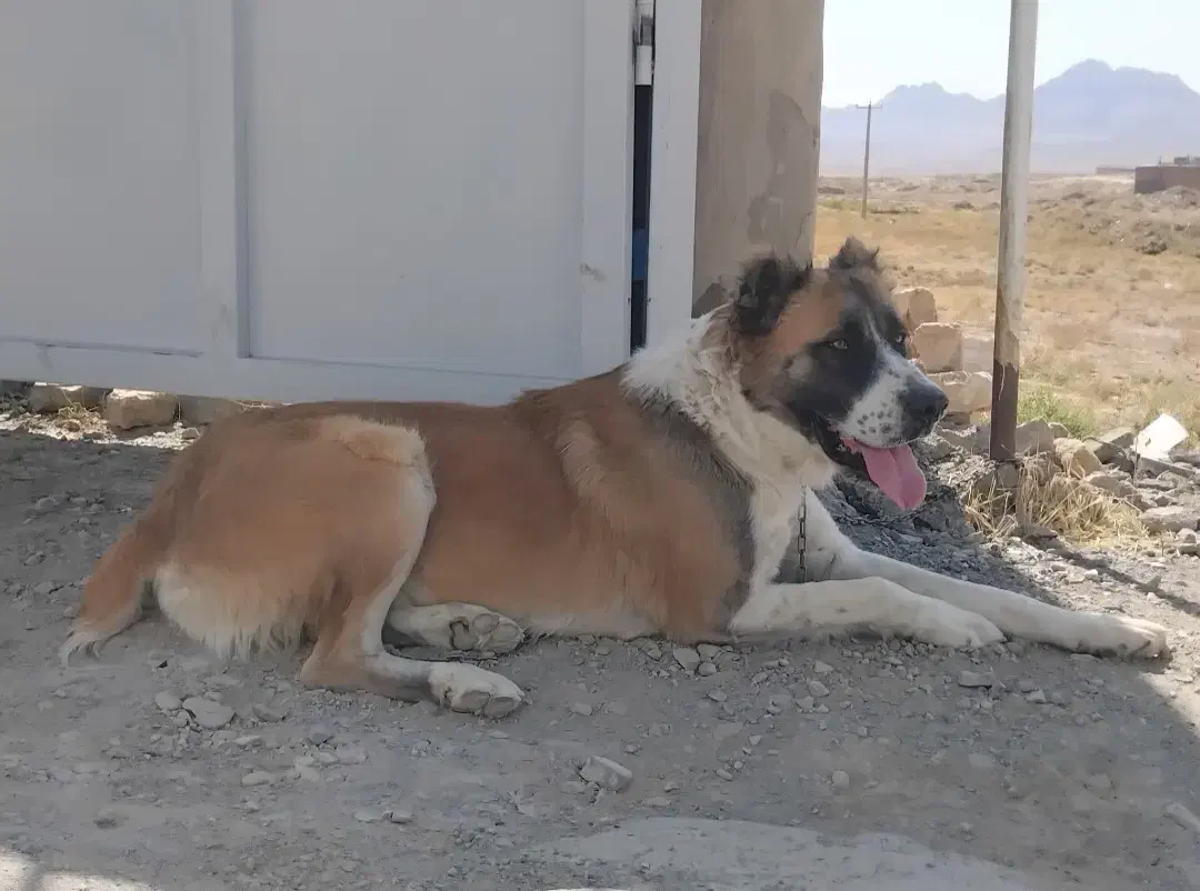 سگ خراسانی|سگ|زاوه, |دیوار