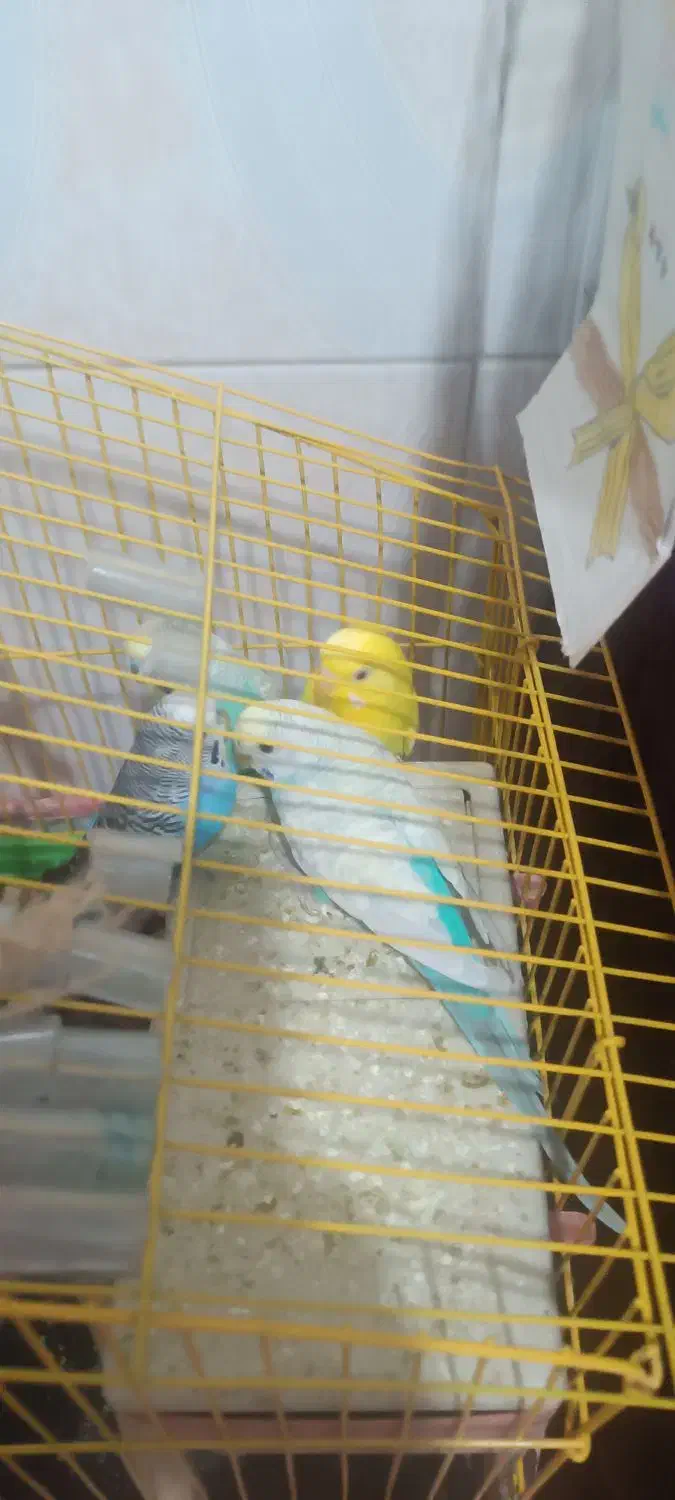 مرغ عشق|پرنده|سراوان, |دیوار