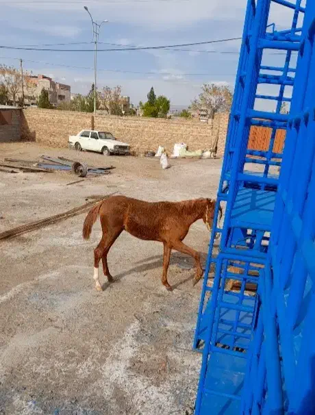 اسب|اسب و تجهیزات اسب‌سواری|کرمان, |دیوار