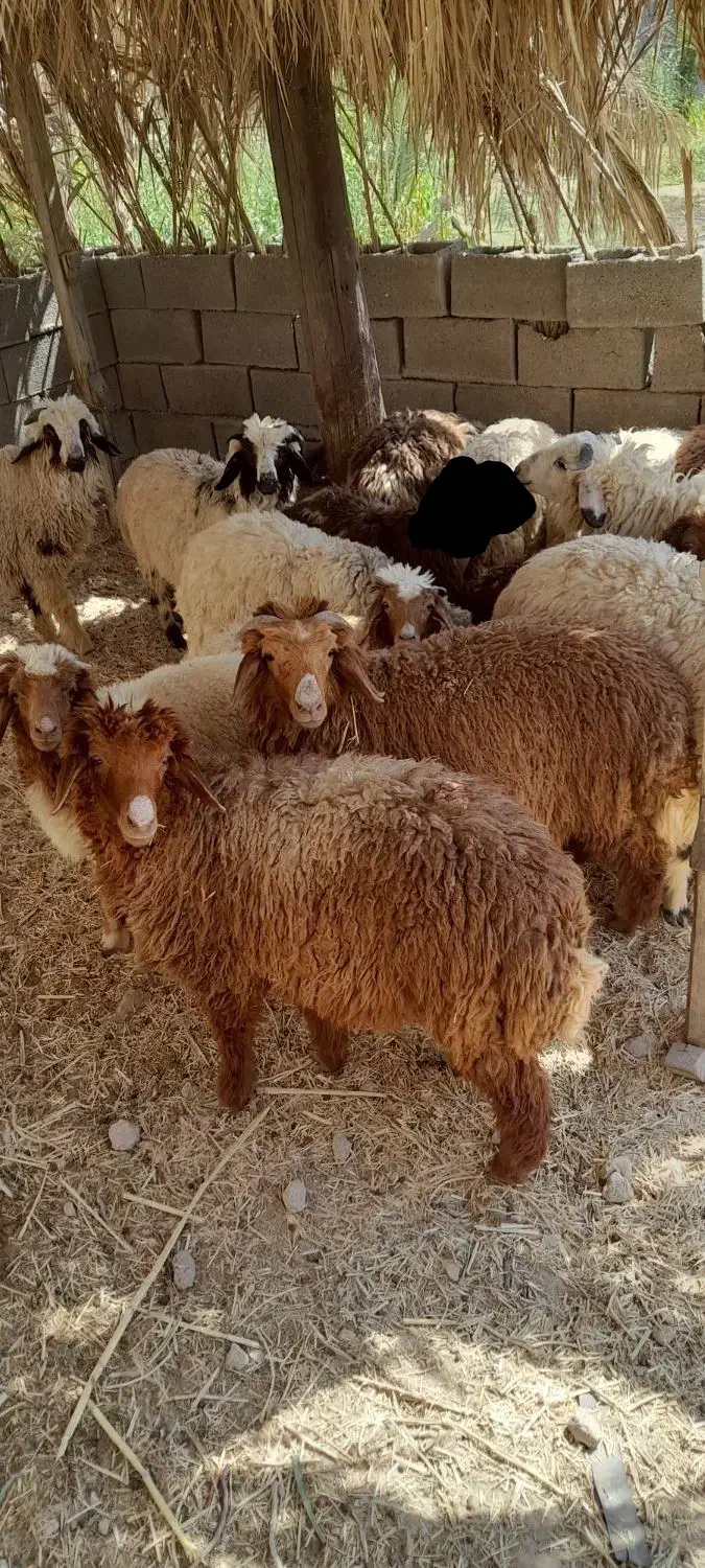 چند عدد بره نر و ماده سالم سرحال|حیوانات مزرعه|هندیجان, |دیوار