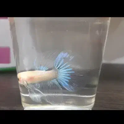 ماهی فایتر|ماهی|خرم‌آباد, |دیوار