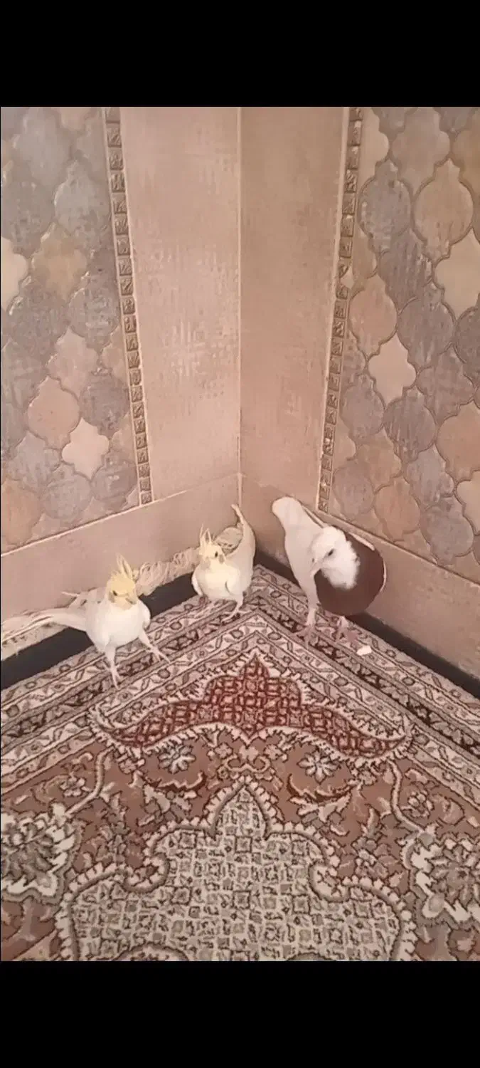 عروس هلندی کشیده لوتینو.|پرنده|فیروزآباد (فارس), |دیوار