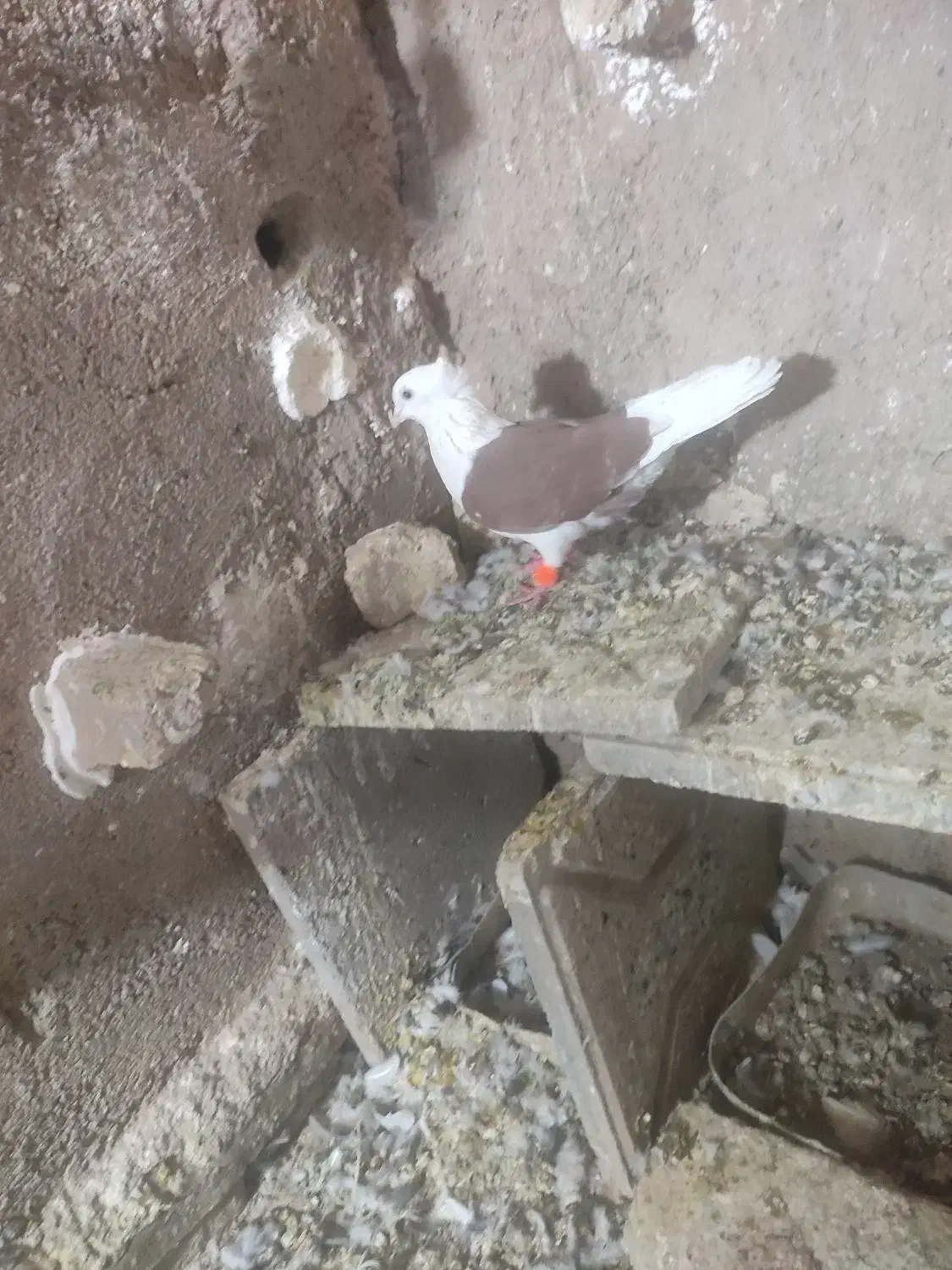 کفتر|پرنده|تربت‌حیدریه, پائین ولایت|دیوار