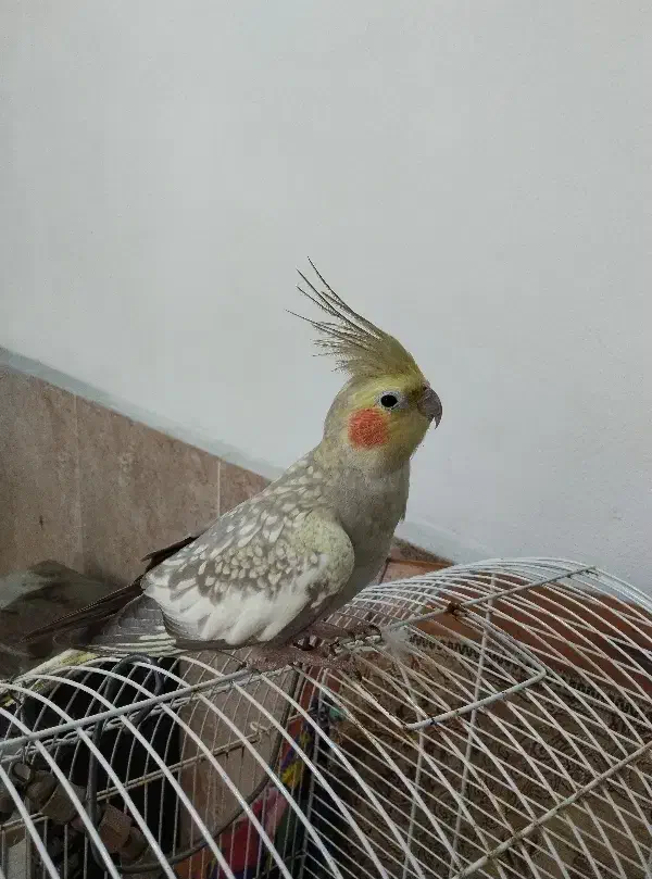 عروس هلندی ماده|پرنده|حویق, |دیوار