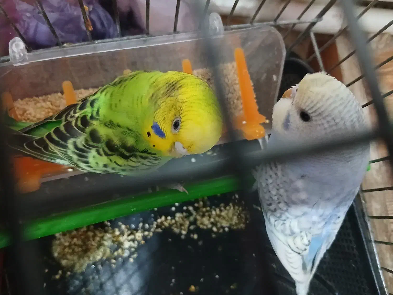 پرنده|پرنده|نورآباد, |دیوار