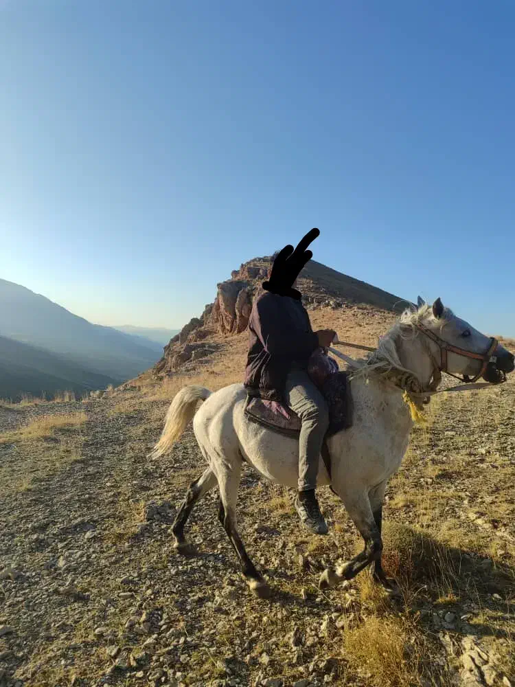 اسب جوان|اسب و تجهیزات اسبسواری|ماکو, |دیوار