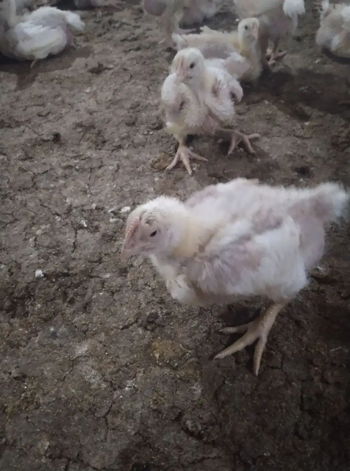 کود مرغ از سالن|خدمات باغبانی و درختکاری|تربت جام, میان جام|دیوار