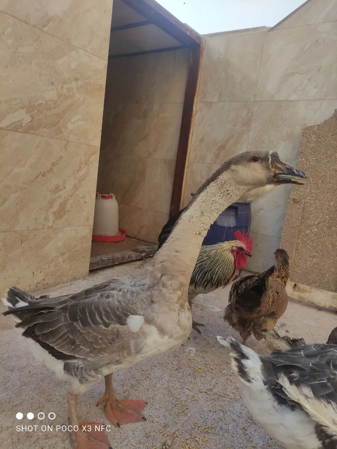 غوغاز افریقایی جوان|حیوانات مزرعه|شهر ری, فیروزآباد|دیوار