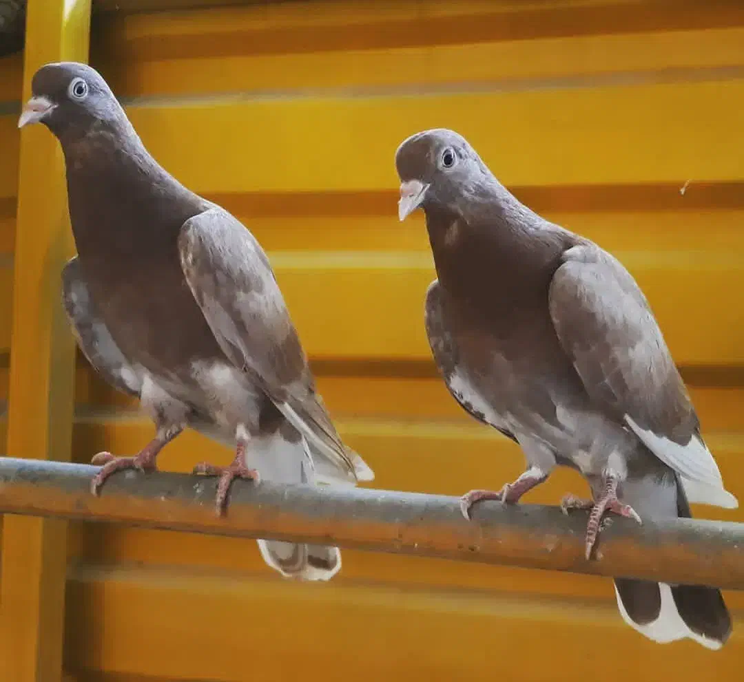 کبوتر تیپلر انگلیسی|پرنده|شهریار, شهریار|دیوار