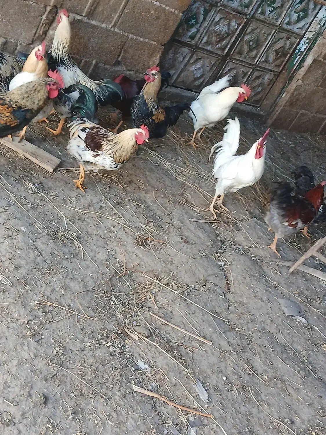 خروس محلی|حیوانات مزرعه|خسروشاه, |دیوار