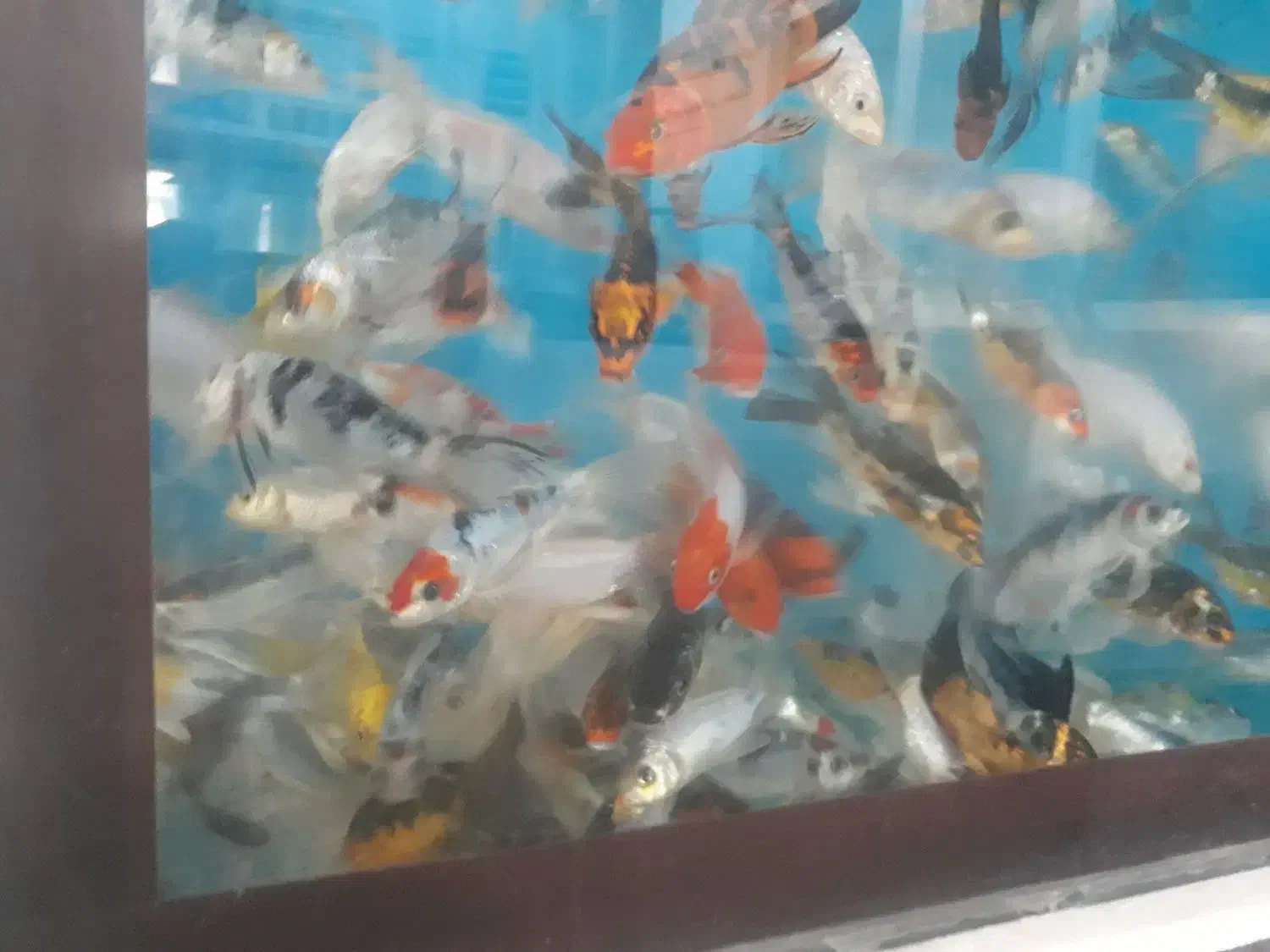 بچه ماهی کُوی برکه ژاپنی|ماهی|اصفهان, سودان|دیوار