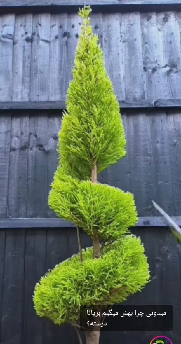 باغبانی وهرس لاوسون|خدمات باغبانی و درختکاری|سرخرود, |دیوار