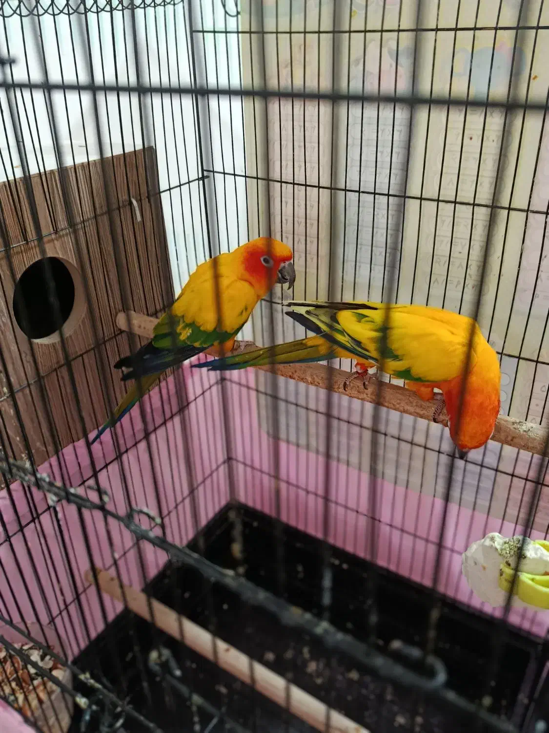 یک جفت خورشیدی مولد|پرنده|ارومیه, |دیوار