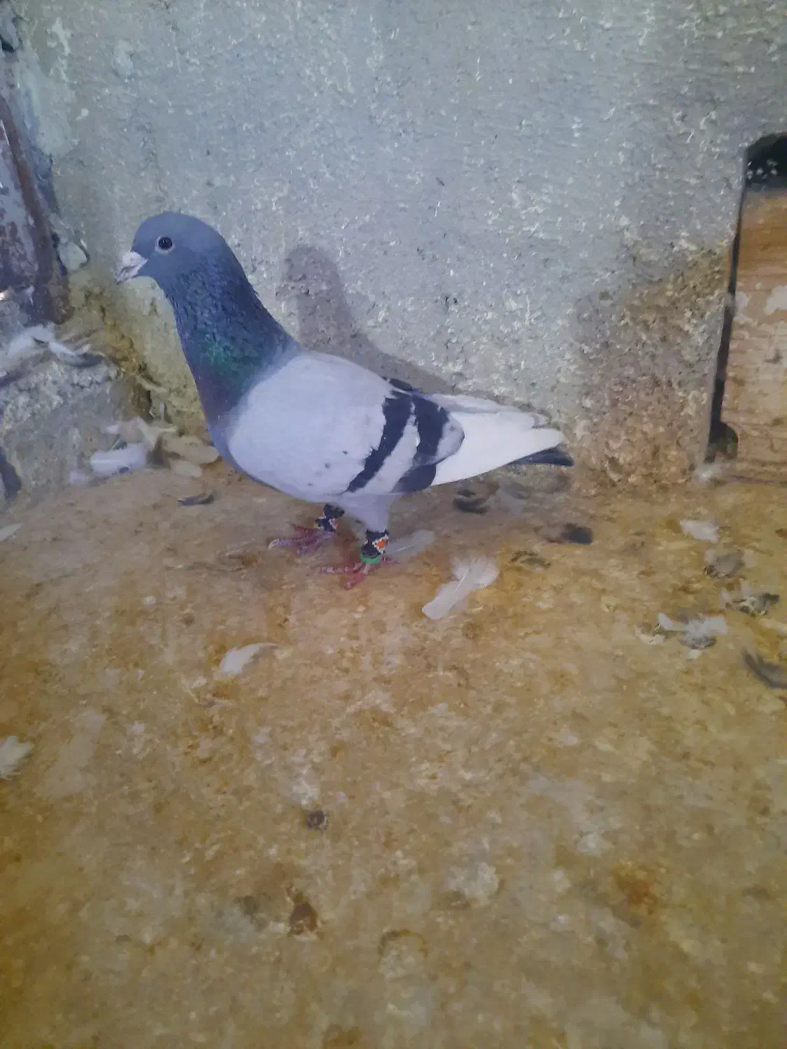 کبوتر|پرنده|شیروان (خراسان), |دیوار