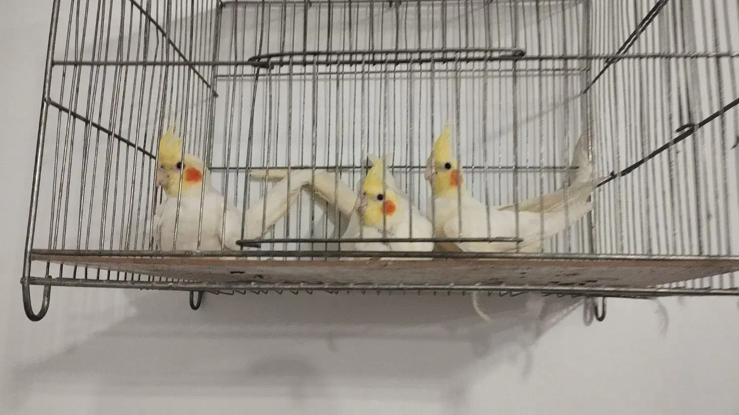 عروس هلندی|پرنده|قرچک, شهرک الحدید|دیوار